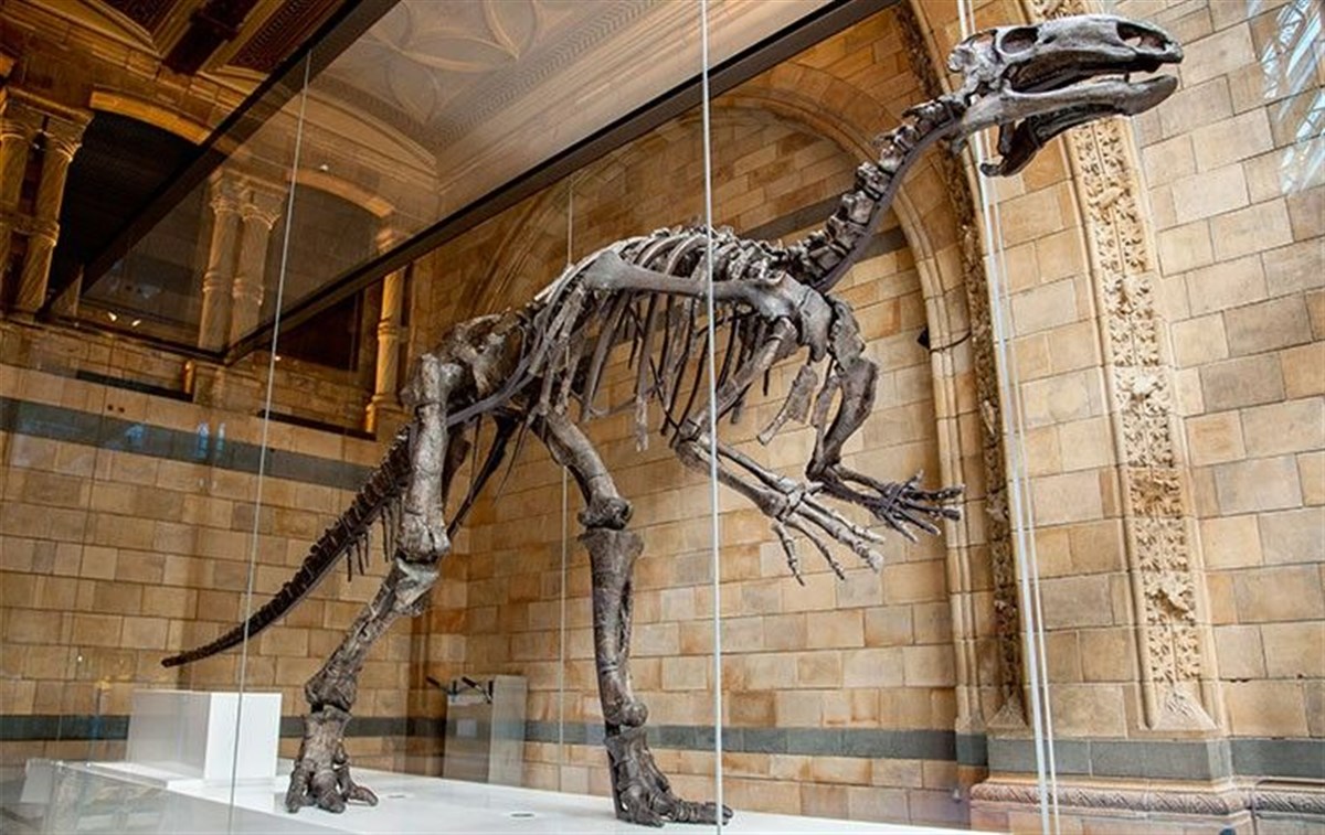 Natural History Museum, London