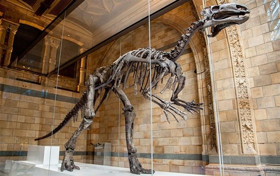 Natural History Museum, London