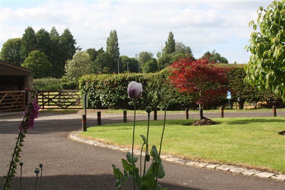 Maple - Garden View