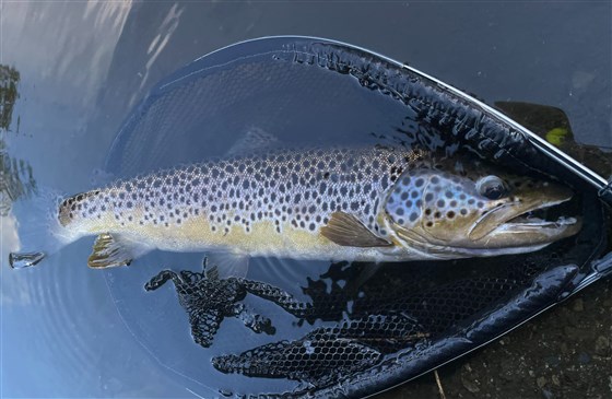 Wild brownie