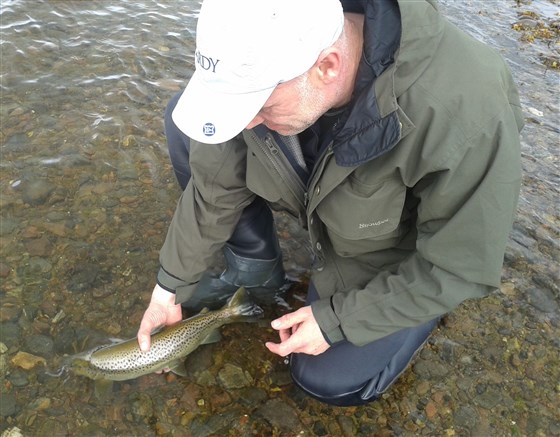 Sea Trout release