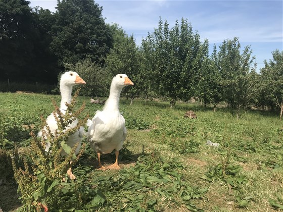 The geese in the orchard