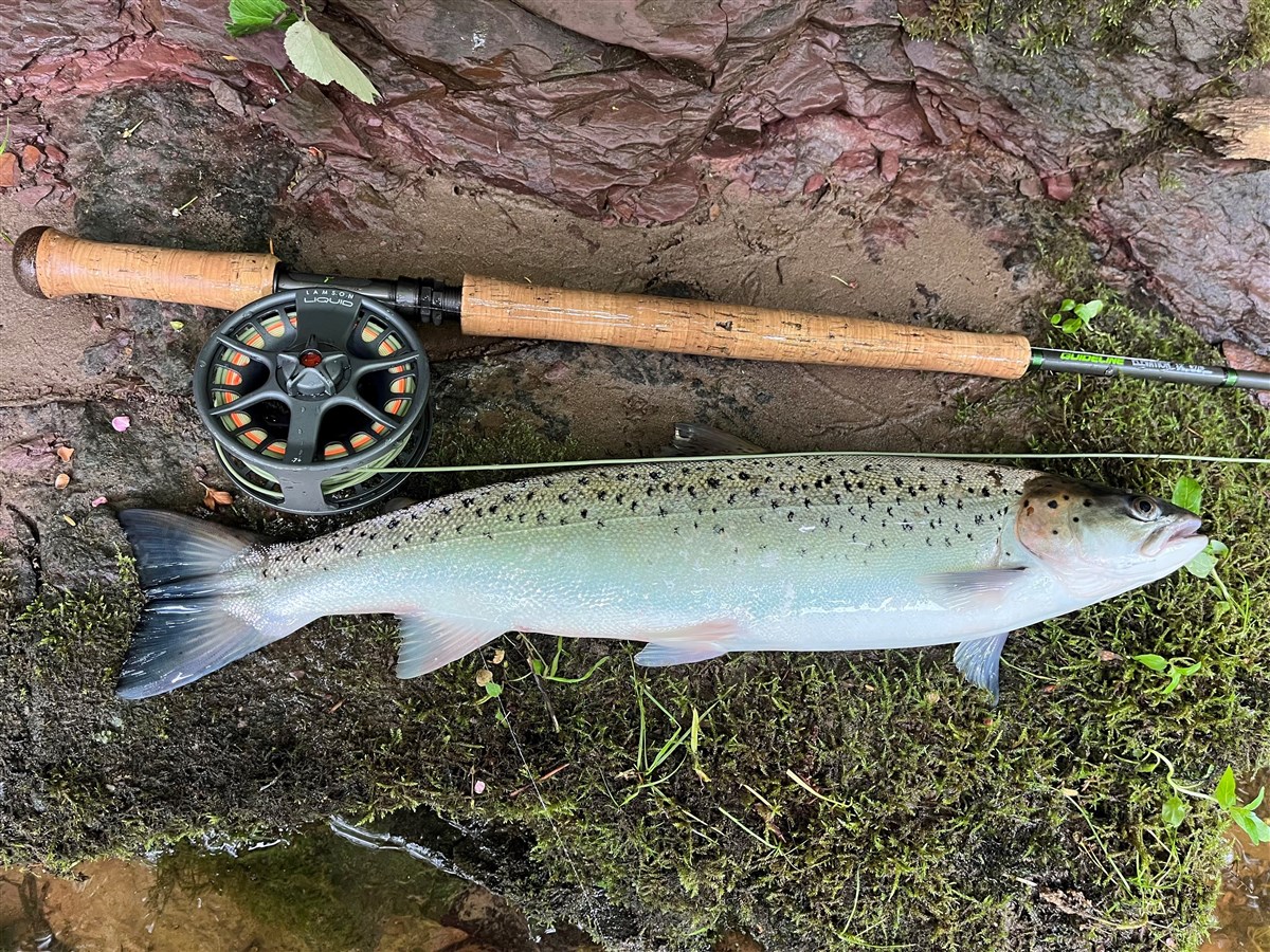 Summer seatrout