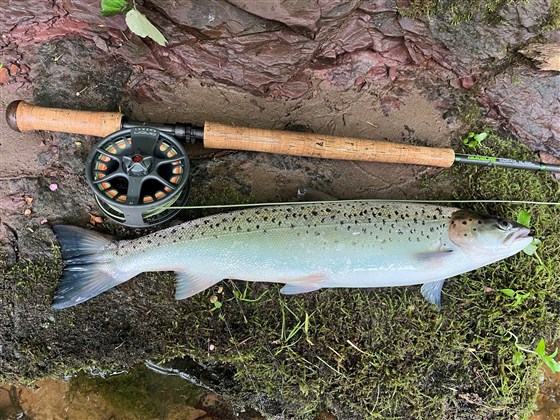 Summer seatrout