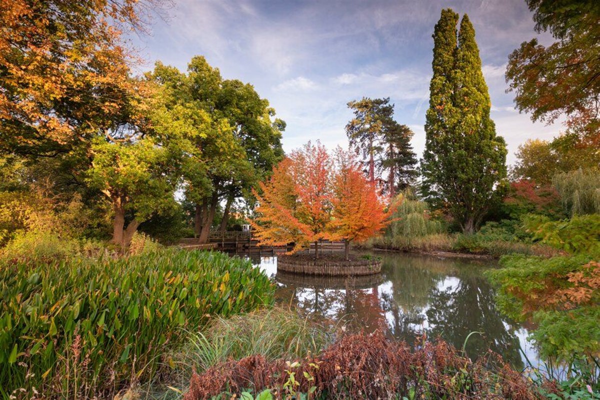 Nissa Sylvatica 'Wisley Bonfire' in autumn