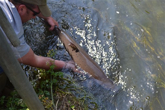 Salmon 2