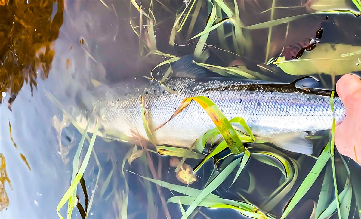 Ugie Salmon