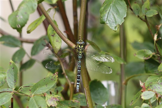 Wildlife in the gardens