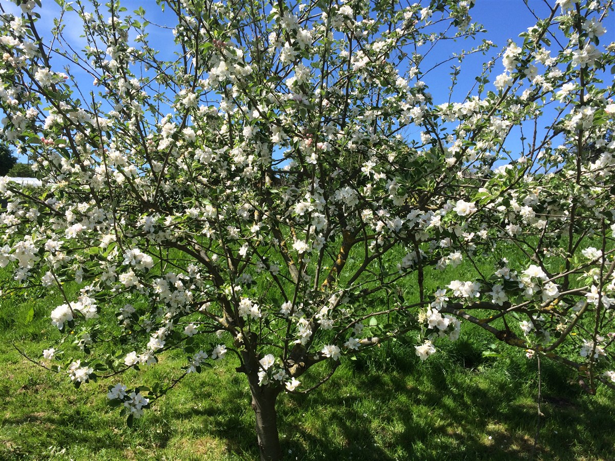 Blossom in the Orchard