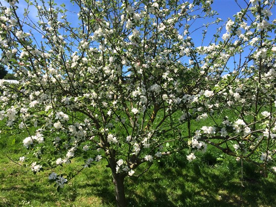 Blossom in the Orchard