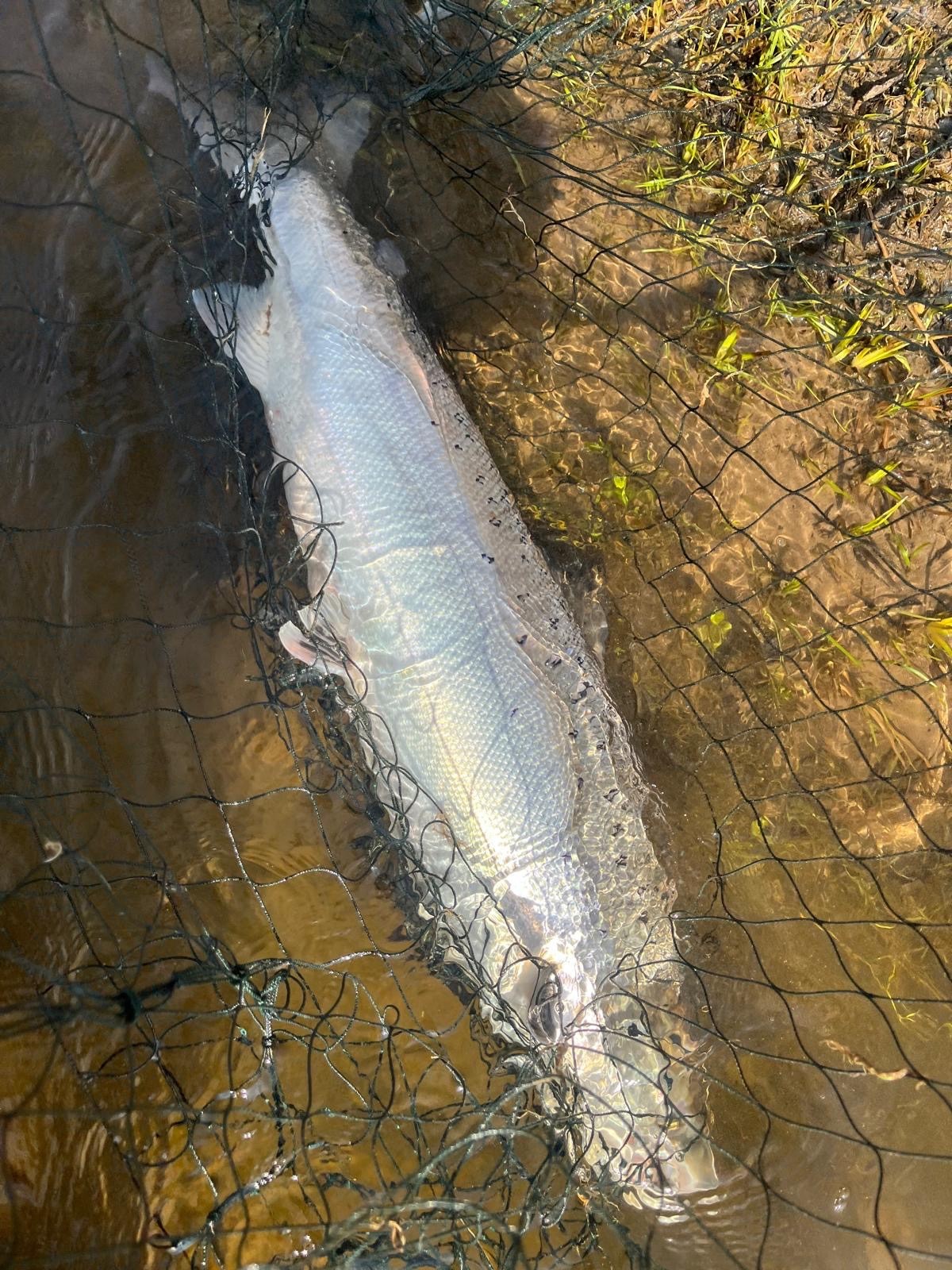 Salmon Spring 2026