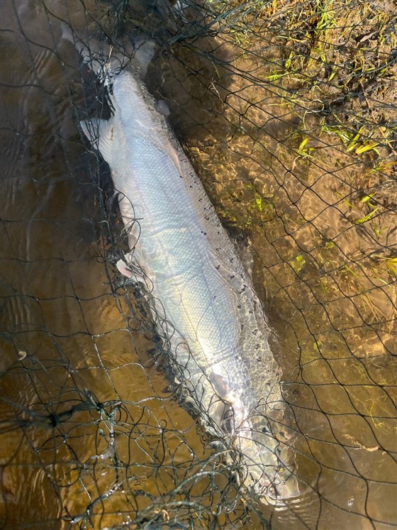Salmon Spring 2026