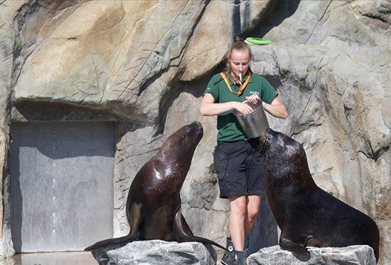 Encounter with Sea Lions