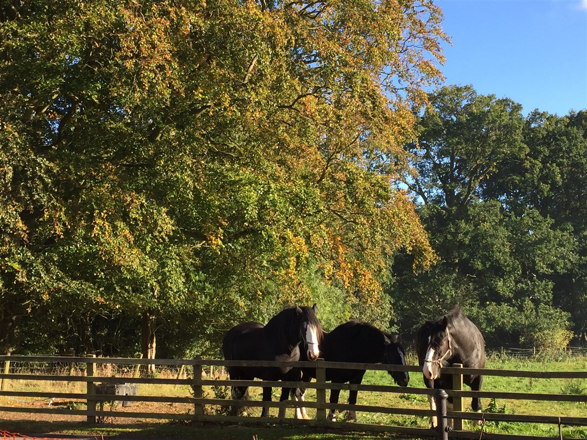 Horses down by the Gatehouse