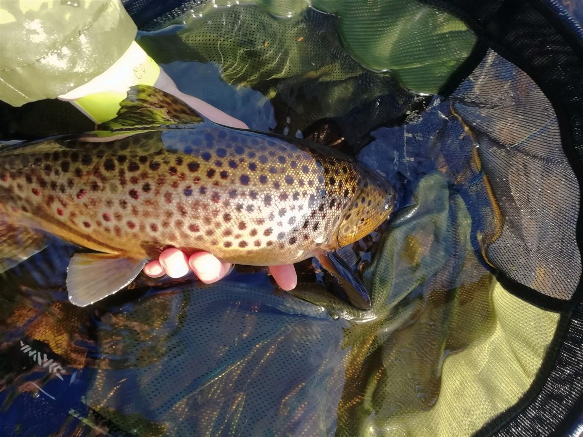 Watershed Fly Fishing