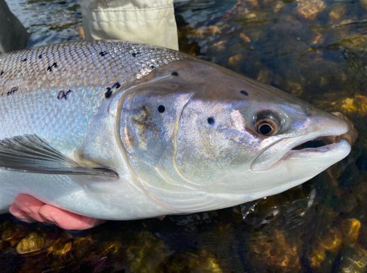 Wonderful 18lb Springer