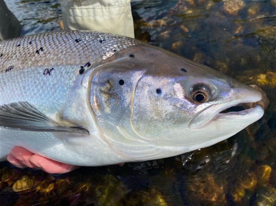 Wonderful 18lb Springer