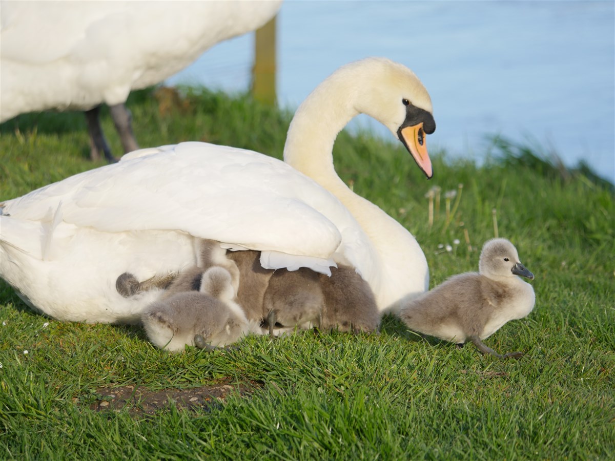 The wildlife