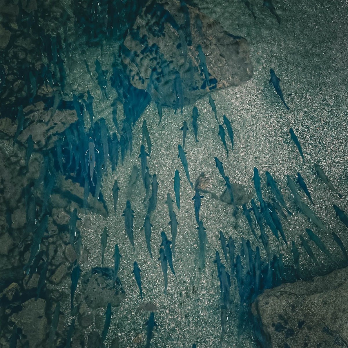 Full Pool