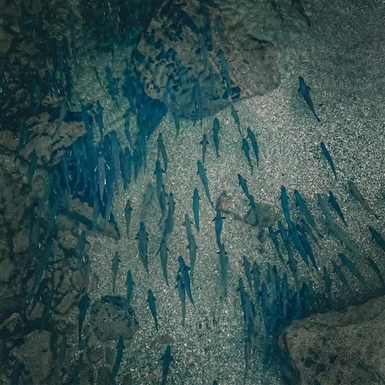 Full Pool
