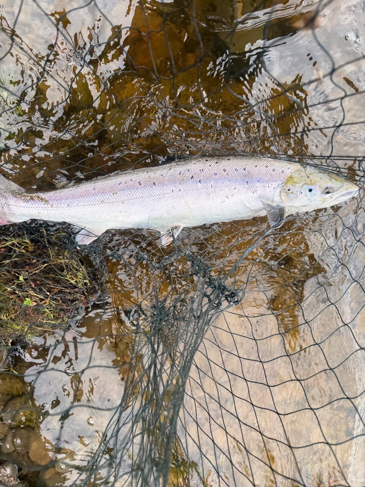 Salmon Spring 2026