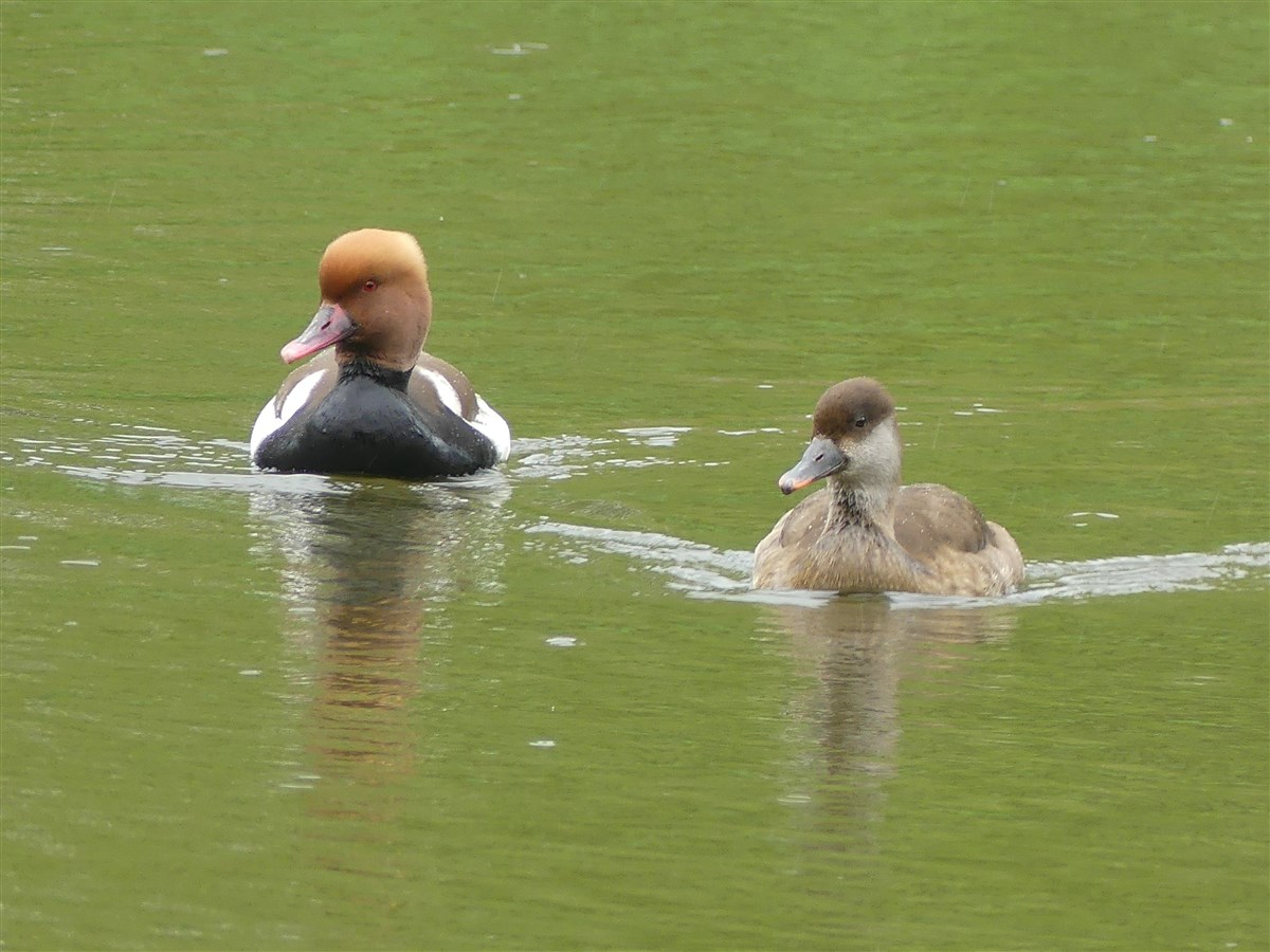 Pochards