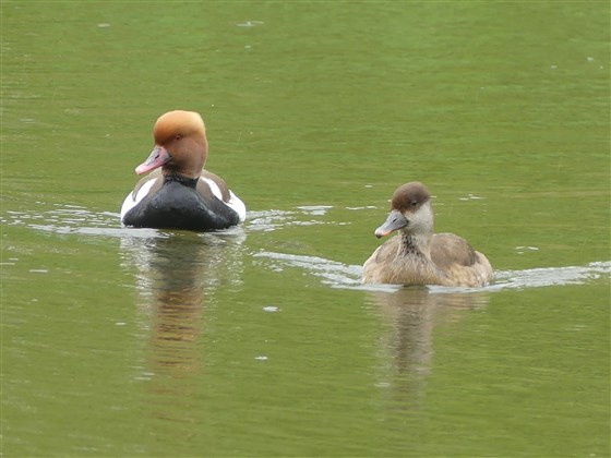 Pochards