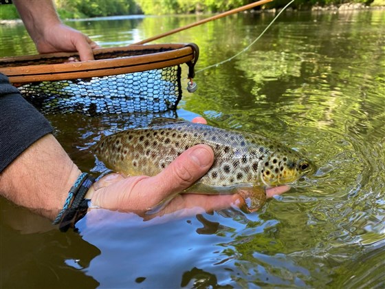 Brown trout