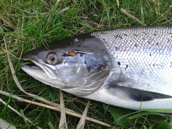 A Beauty of a Ugie Fish
