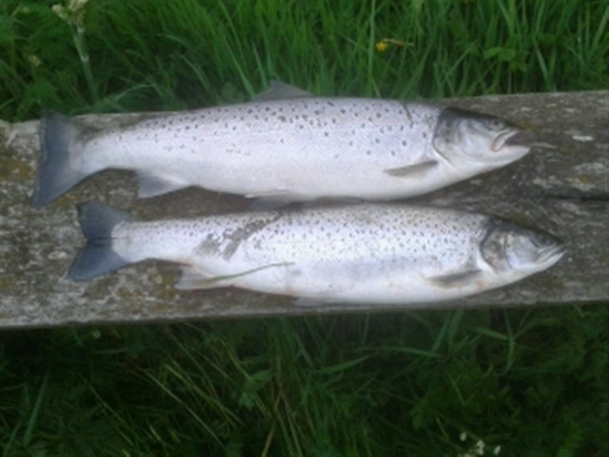 Two cracking seatrout