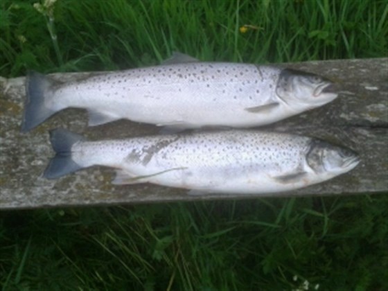 Two cracking seatrout