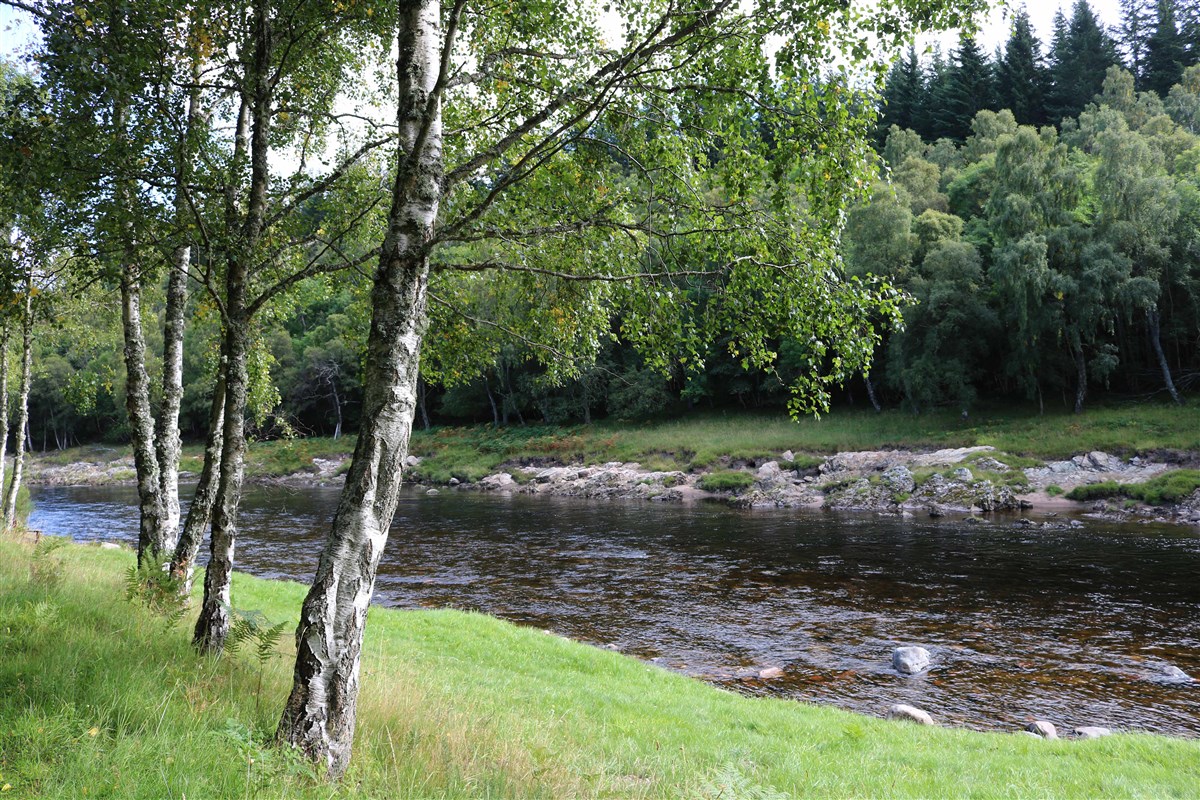 Dinnet