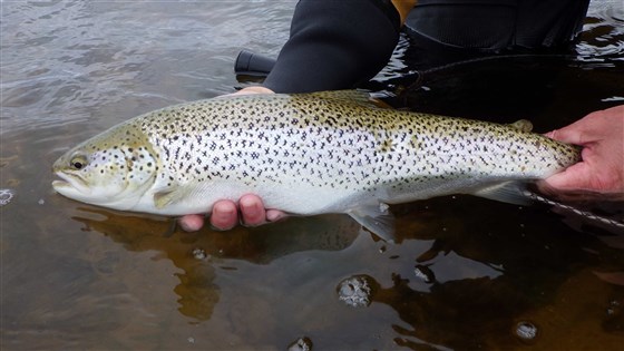 Steinish Pool sea trout