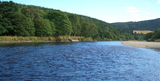 Tail of Willows upstream