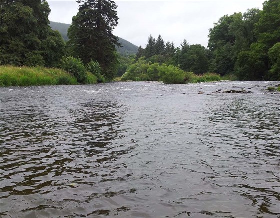 River Tweed Fairnilee