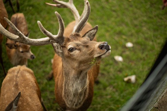 Parc Red Deer