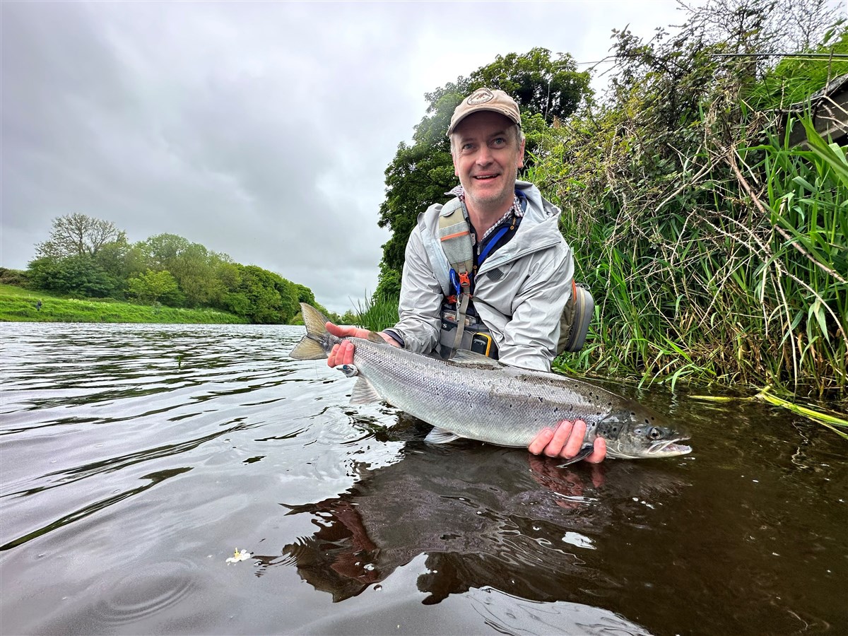 14lb Springer