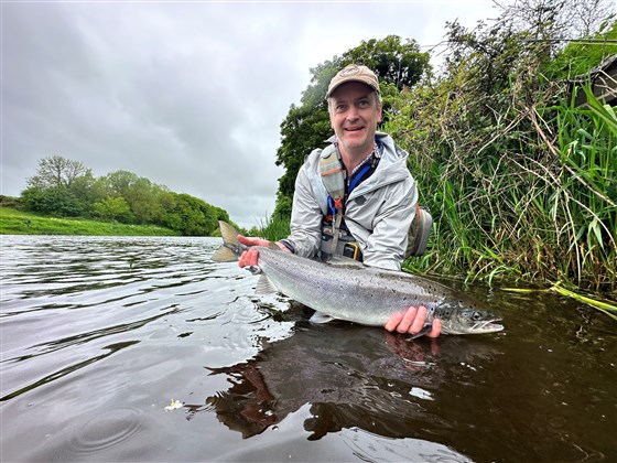 14lb Springer