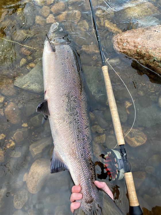 Salmon