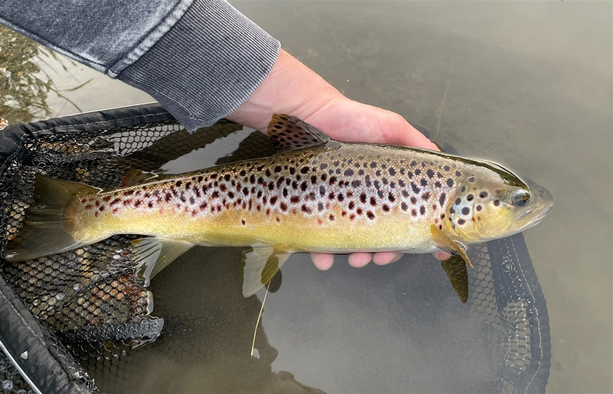 Beautiful Brownie