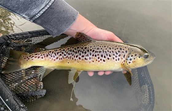 Beautiful Brownie