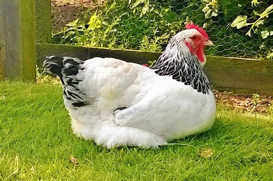 Holly Cottage B&B, Hagworthingham, Lincolnshire