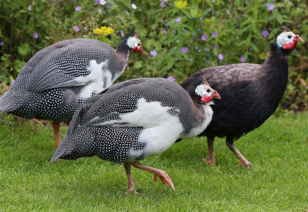 Guinea fowl