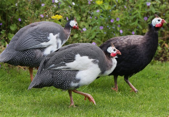 Guinea fowl