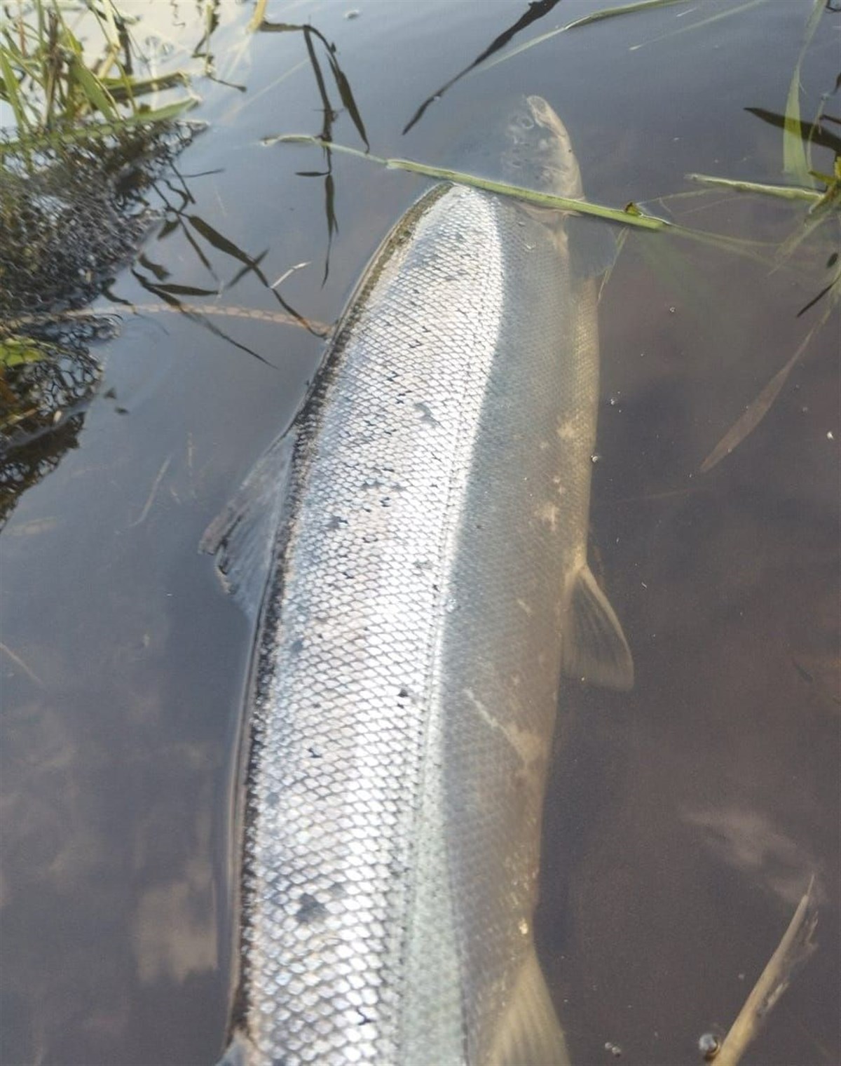 Blackwater Valley Fishery