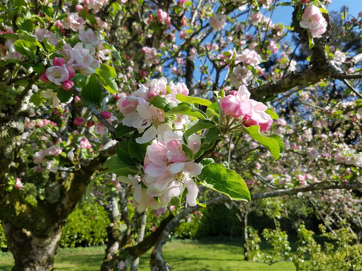 Arbustes dans le parc