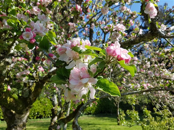 Arbustes dans le parc
