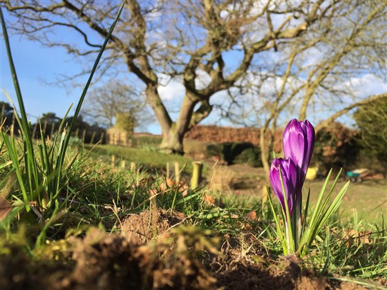 Spring Bulbs in Bloom