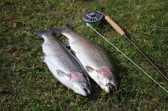 3lbs fish ready to be cooked