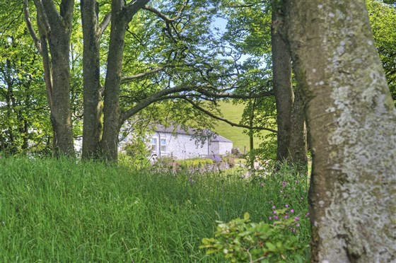 Cette forêt est tapissée de jacinthes en mai